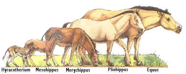 Hyracotherium-nesohippus-merychippus-pliohippus-eqqus
