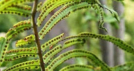 Pelajaran biologi di sma jurusan ipa