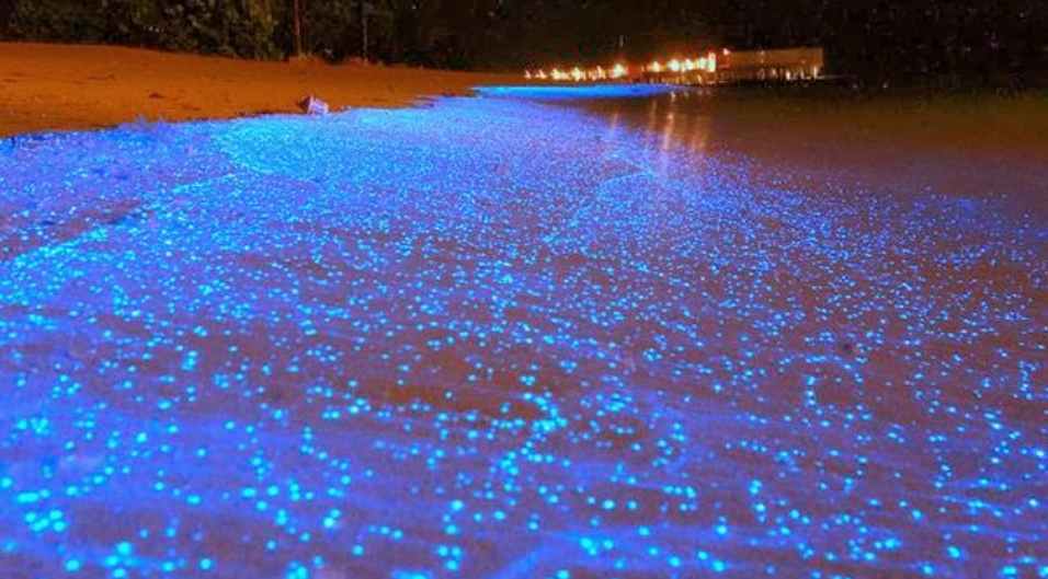 Pantai Cahaya Benar Ada, Pantai ini Bercahaya Saat Malam Tiba, Kenapa Bisa Pantai Cahaya Benar Ada