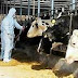 Κίνδυνος για την ελληνική κτηνοτροφία ο αφθώδης πυρετός που φέρουν λαθρομετανάστες