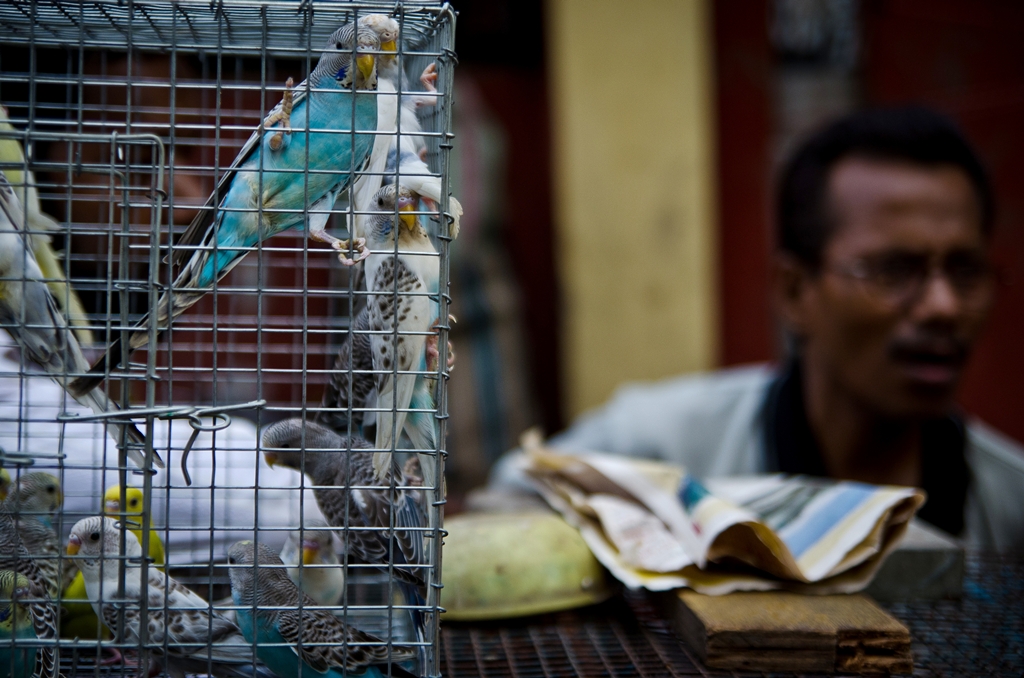 Balarka Brahma: Kolkata Pet Market