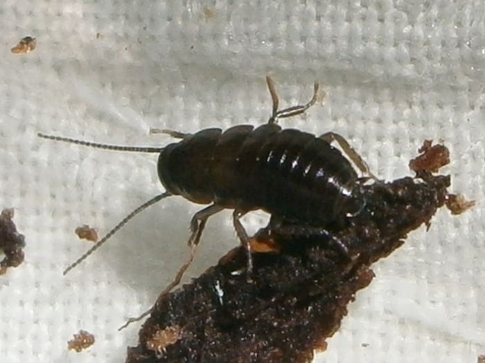 Hisserdude's Roaches P.discoid%25231