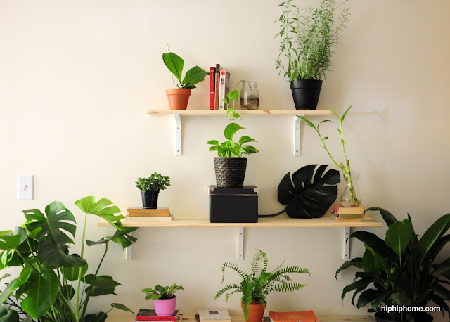 house plant display