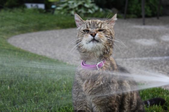 Judis bark whine meow: Hot Weather Tips for Animals