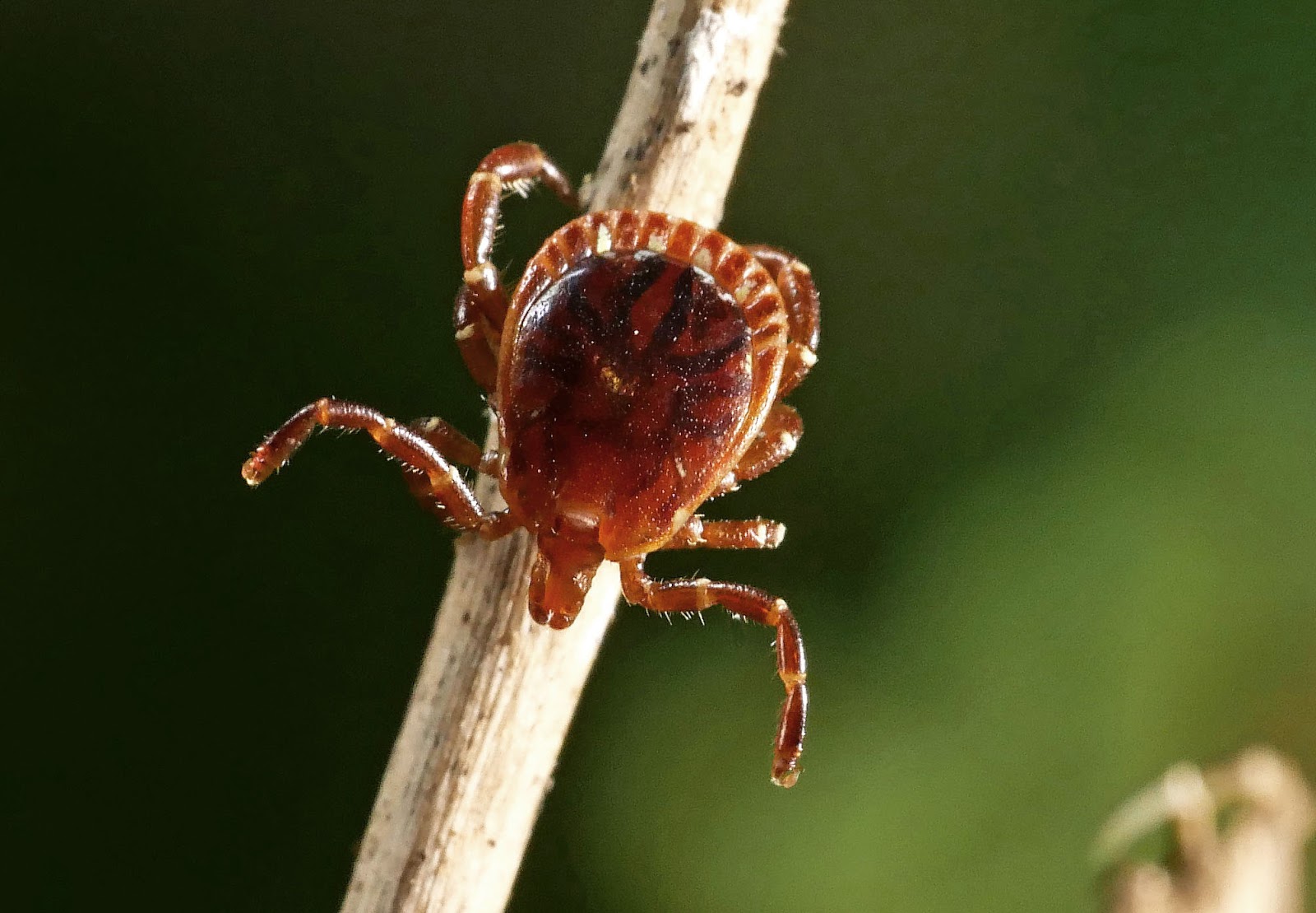 NSFEID Lyme Gradient Project Images of humanbiting ticks that are