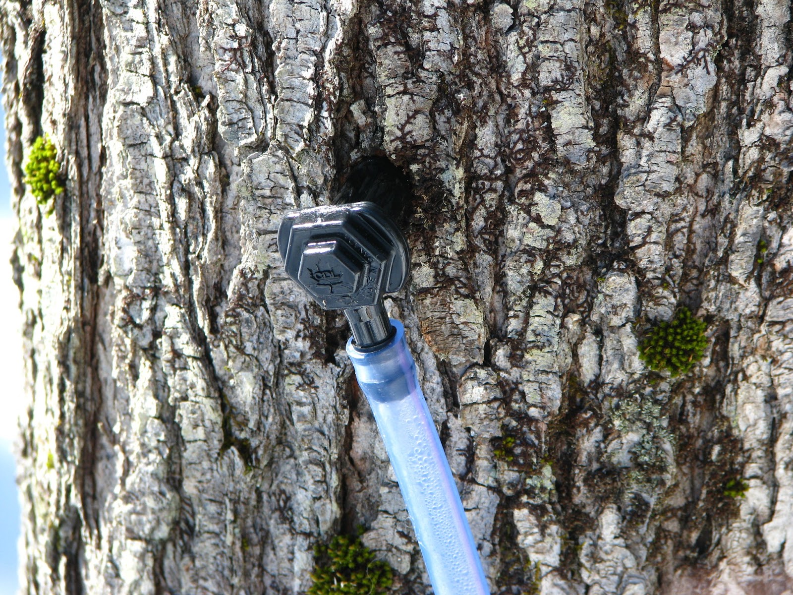 Our Small Farm in the Woods Making Maple Syrup