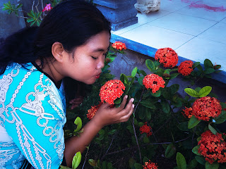 Kiss Red Asoka Flower Bloom Adorn The Yard Brahmavihara Arama Monastery North Bali