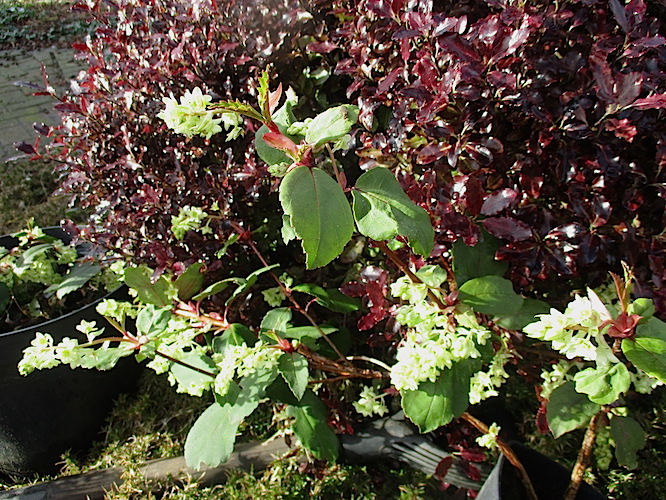 Plants Of Lahore Variegated Pittosporum Easy Care Delight To Sight