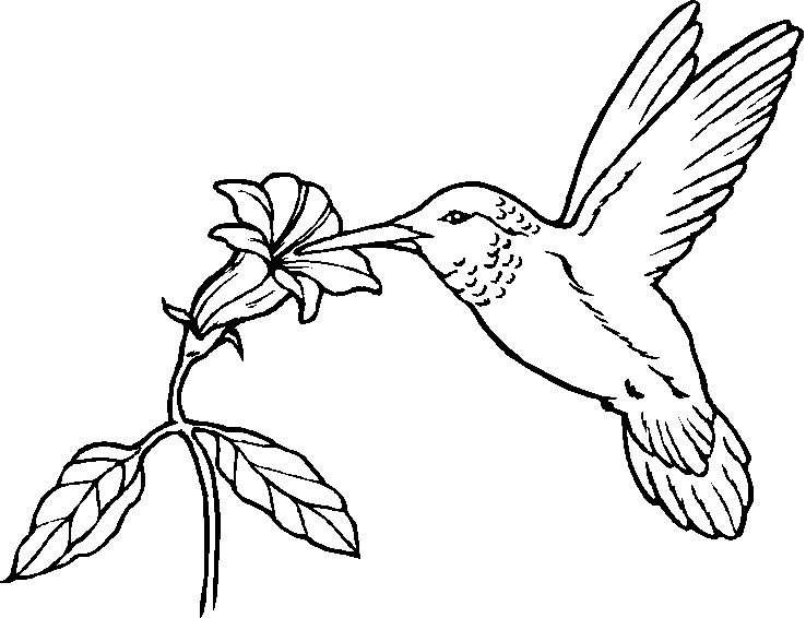 images of birds for coloring book pages - photo #37