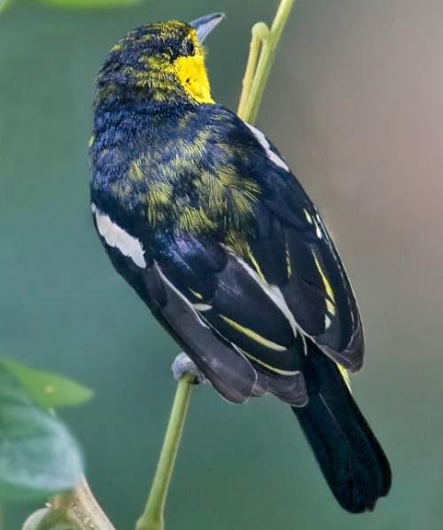 Indian birds - Picture of Common iora - Aegithina tiphia