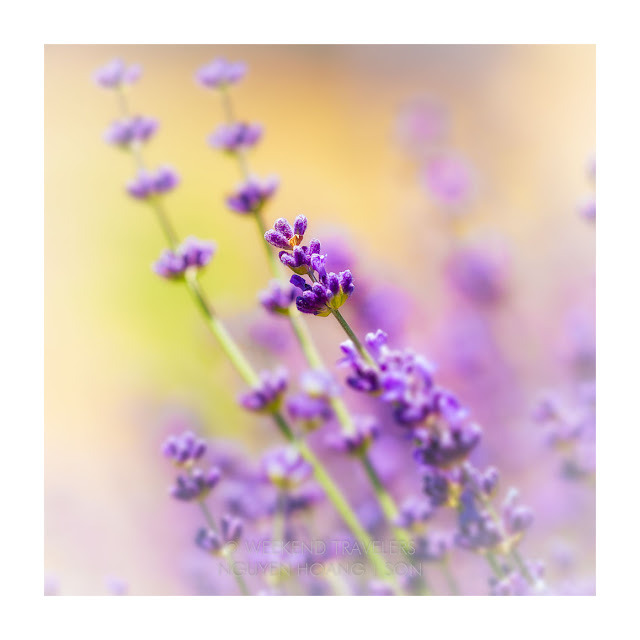 lavender flower blooming close up with hue of colors