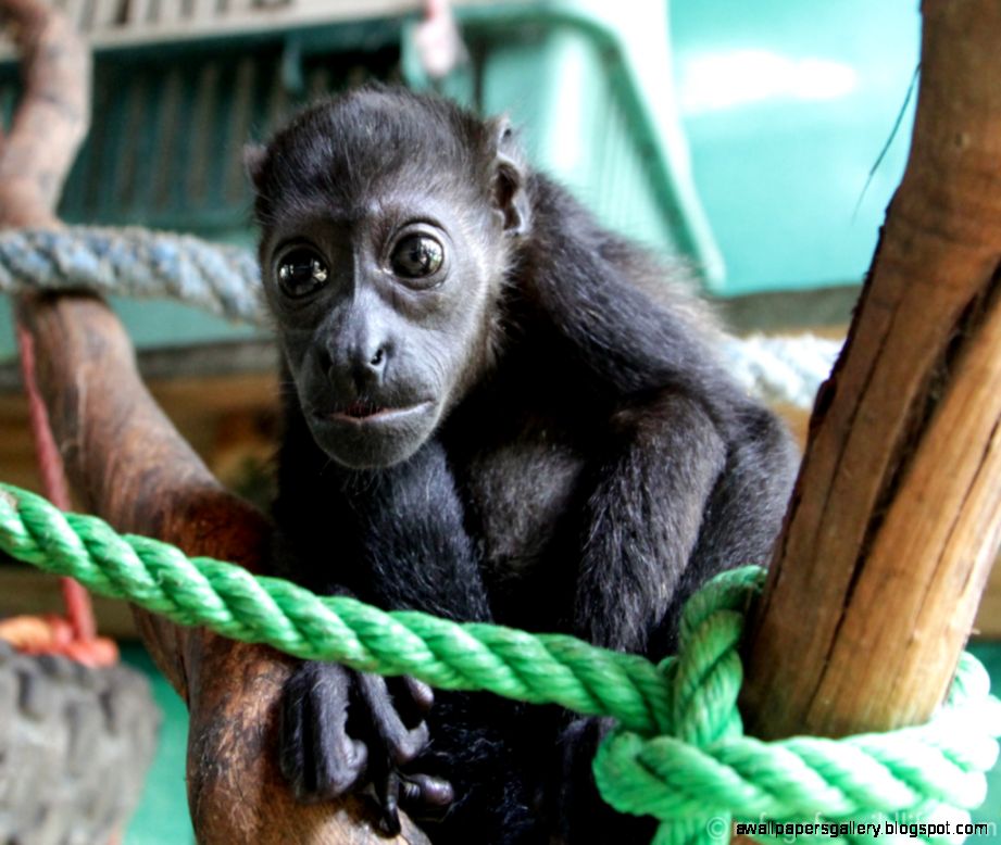 Nosara Refuge For Wildlife Adopt A Monkey Sian 1  Refuge for Wildlife