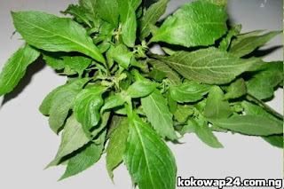 scent leaf