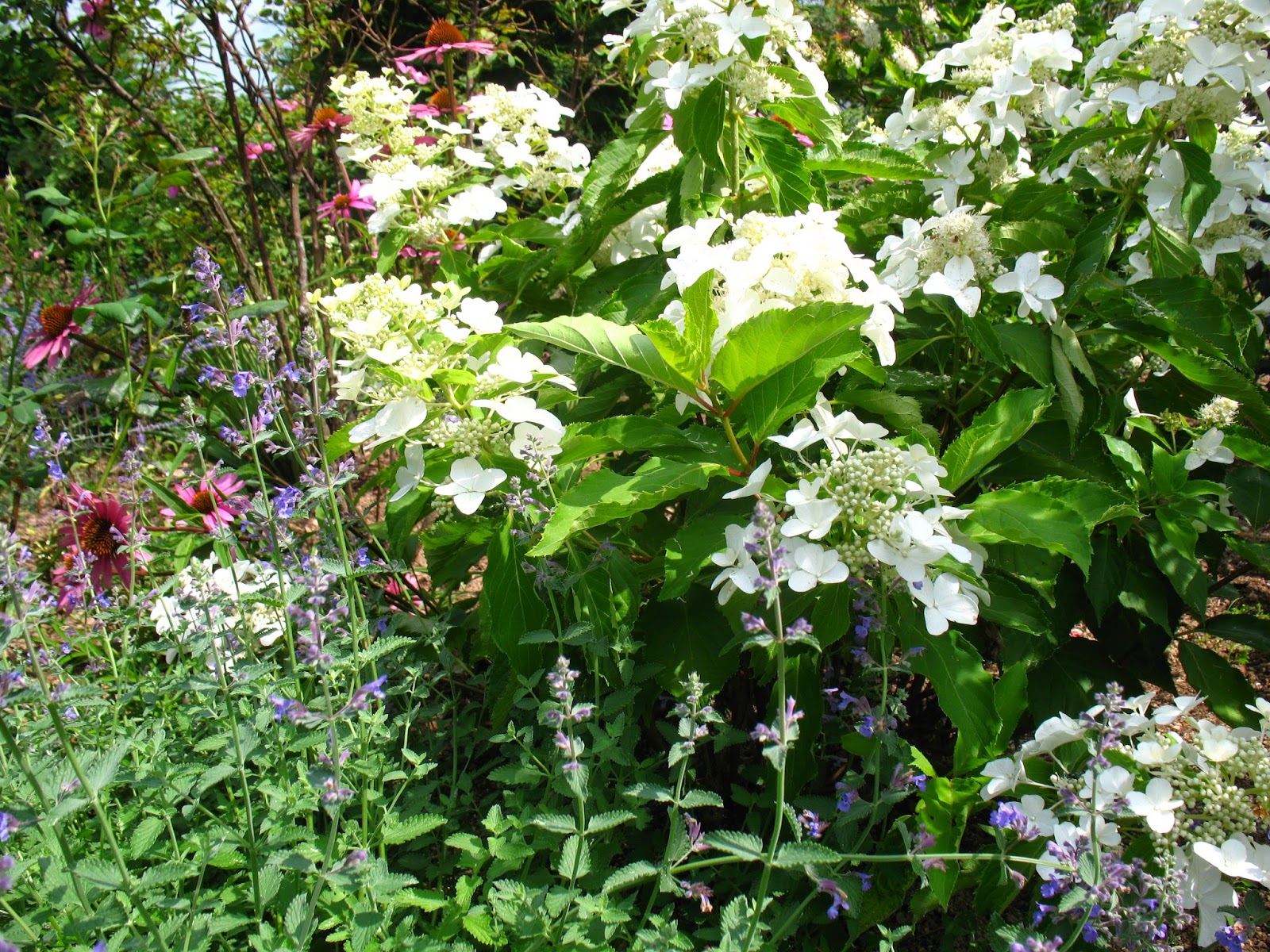 Roses Du Jardin Cheneland Hydrangea Paniculata Vanille Fraise