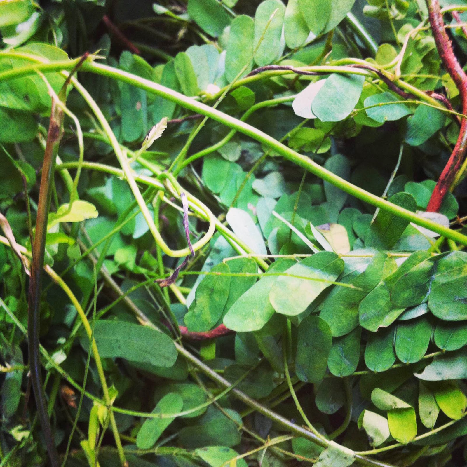 YO'BA MO'ODUA EWÉ ÀTI EGBÒ (LEAVES, HERBS AND ROOTS)