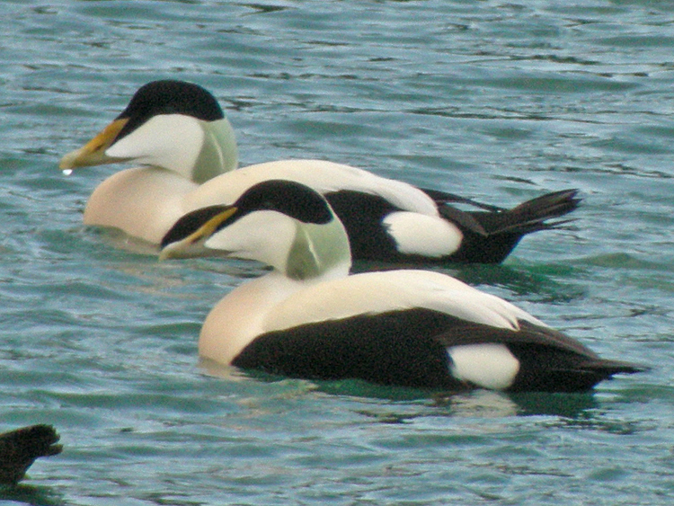 Birds2blog Disappearing Ducks.