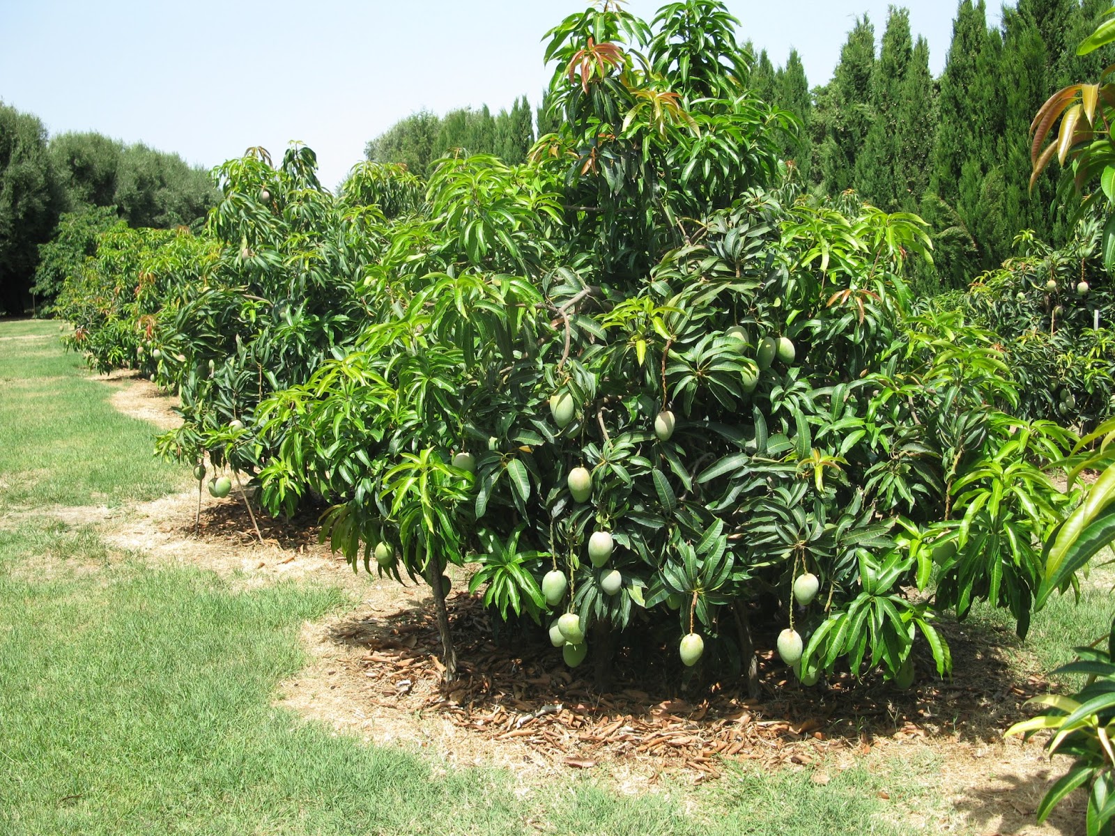 CINZIA LUCCHELLI, REP. 110118 IL MANGO DI SICILIA E’ MOLTO PIU