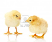 BUY CHICKS TO DAY