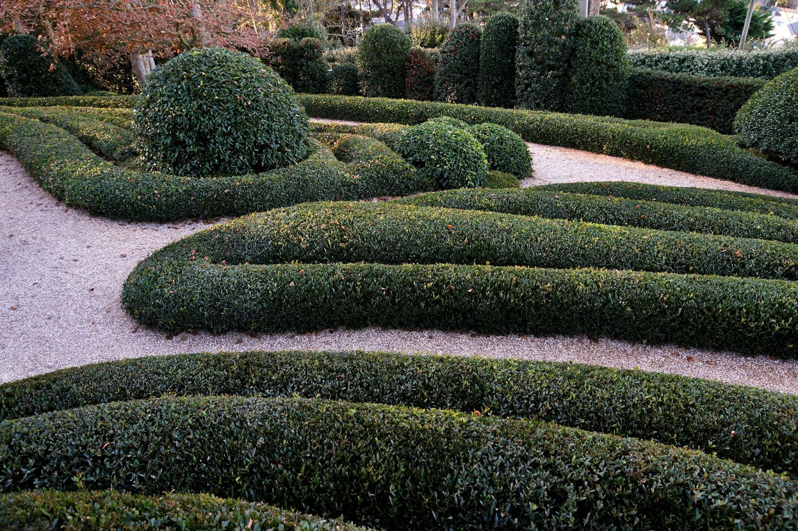 Блог сада. Филлирея узколистная. Сад les Jardins d’Etretat (Франция). Французский частный сад les Jardins d’Etretat.