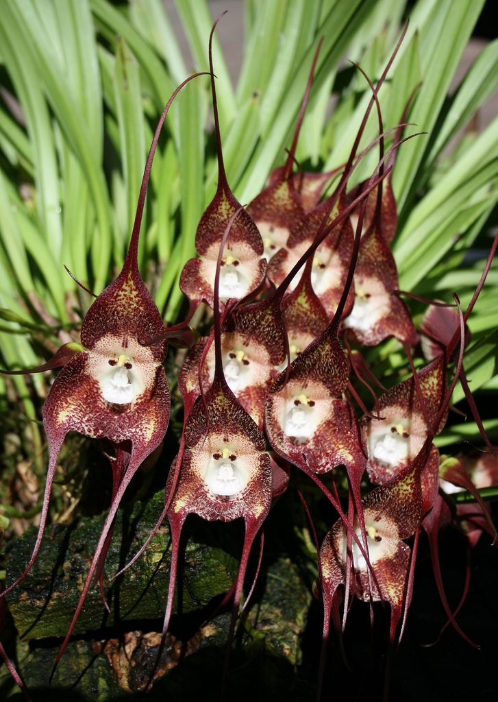 monkey orchid grinning
