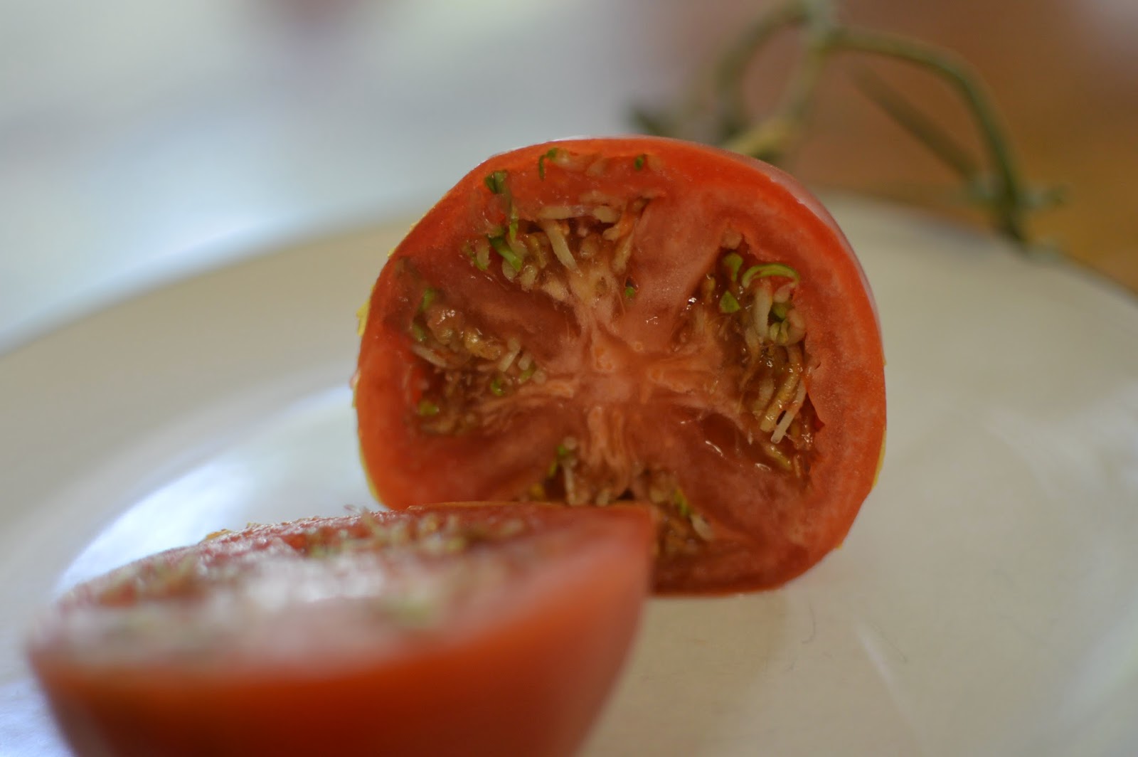 Huang Family: Sprouting Tomato Dissection