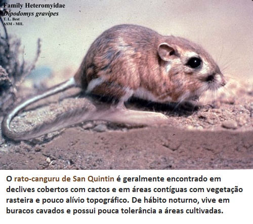 antes considerado extinto o rato canguru reaparece após 30 anos
