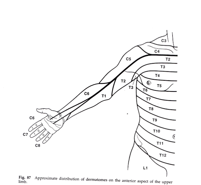 Dentistry and Medicine Blood Supply, Venous drainage, surface anatomy and Nerve supply to upper