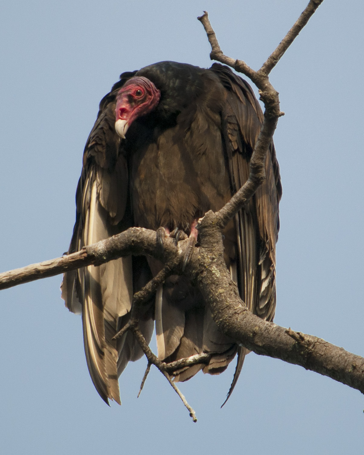 Top 90+ Pictures Picture Of A Turkey Vulture Excellent