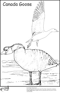 canada goose coloring pages