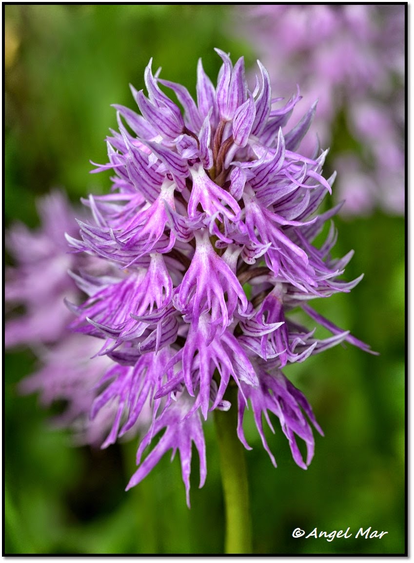 Orquídeas Blog de Angel Mar: Orquídeas silvestres ibéricas - Resumen 2014  -1/3 (A-G)