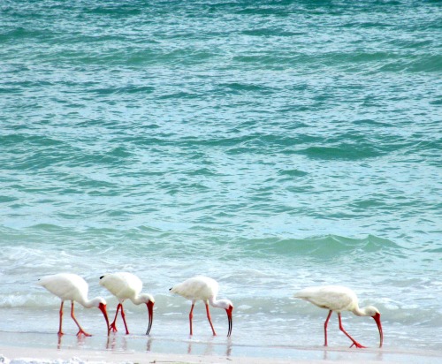 White Ibis on Florida Beach Photograph