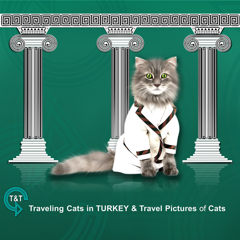 T&T Turizm & Tourism Traveling Cats in TURKEY & Travel Pictures of Cats