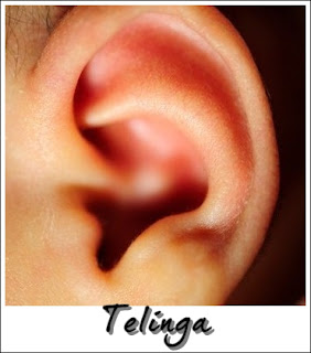 Deria pendengaran menggunakan organ telinga