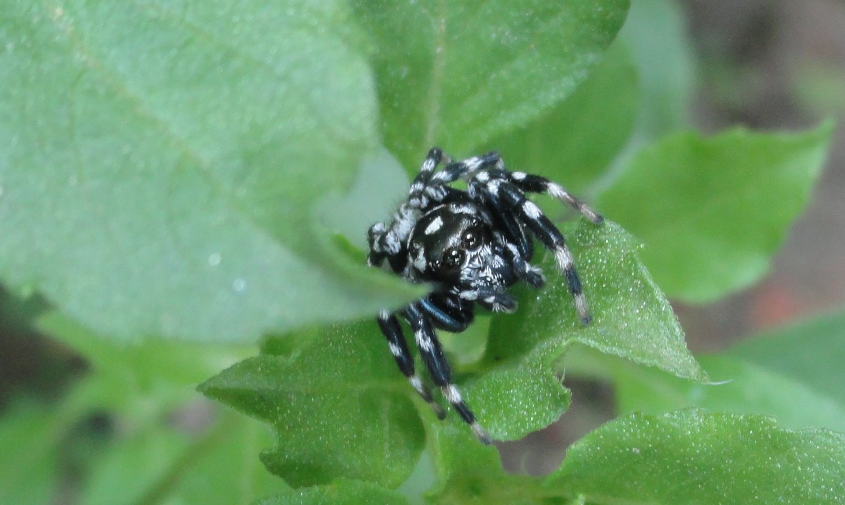 nature rambles: A Tiny Spider for Nature Notes