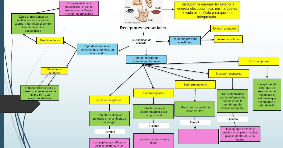 MAPA FISIOLOGÍA 