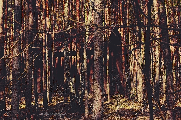 las, forest, bokeh, bokeh photography, fotografia przyrodnicza, nature photography