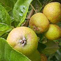 Apples growing on trees