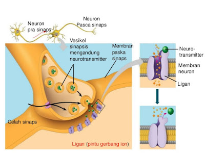 struktur sinapsis