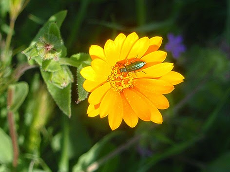 Maravilla silvestre (Calendula arvensis) flor amarilla