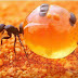 نملة العسل النملة المضحية