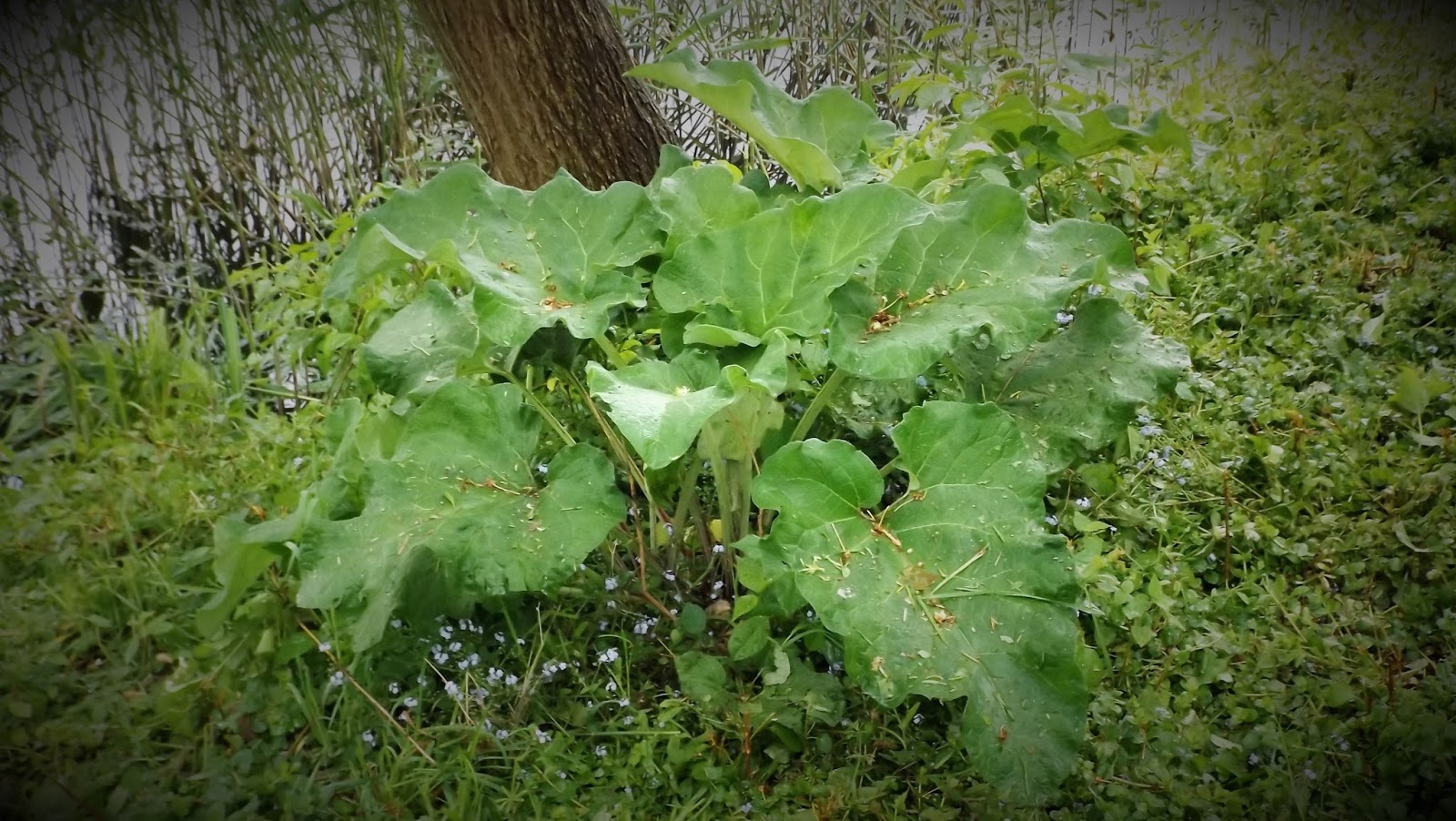 Strefa Bushcraftu Łopian i lepiężnik