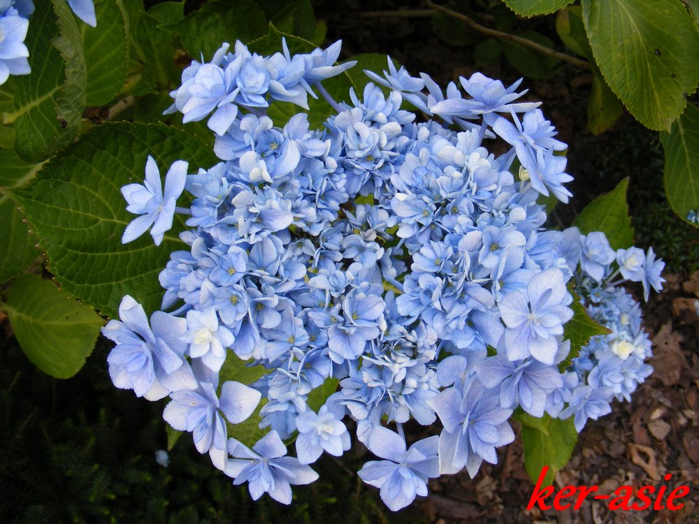 Ciel Bleu De Castille Hortensias En Juin Au Pays Basque