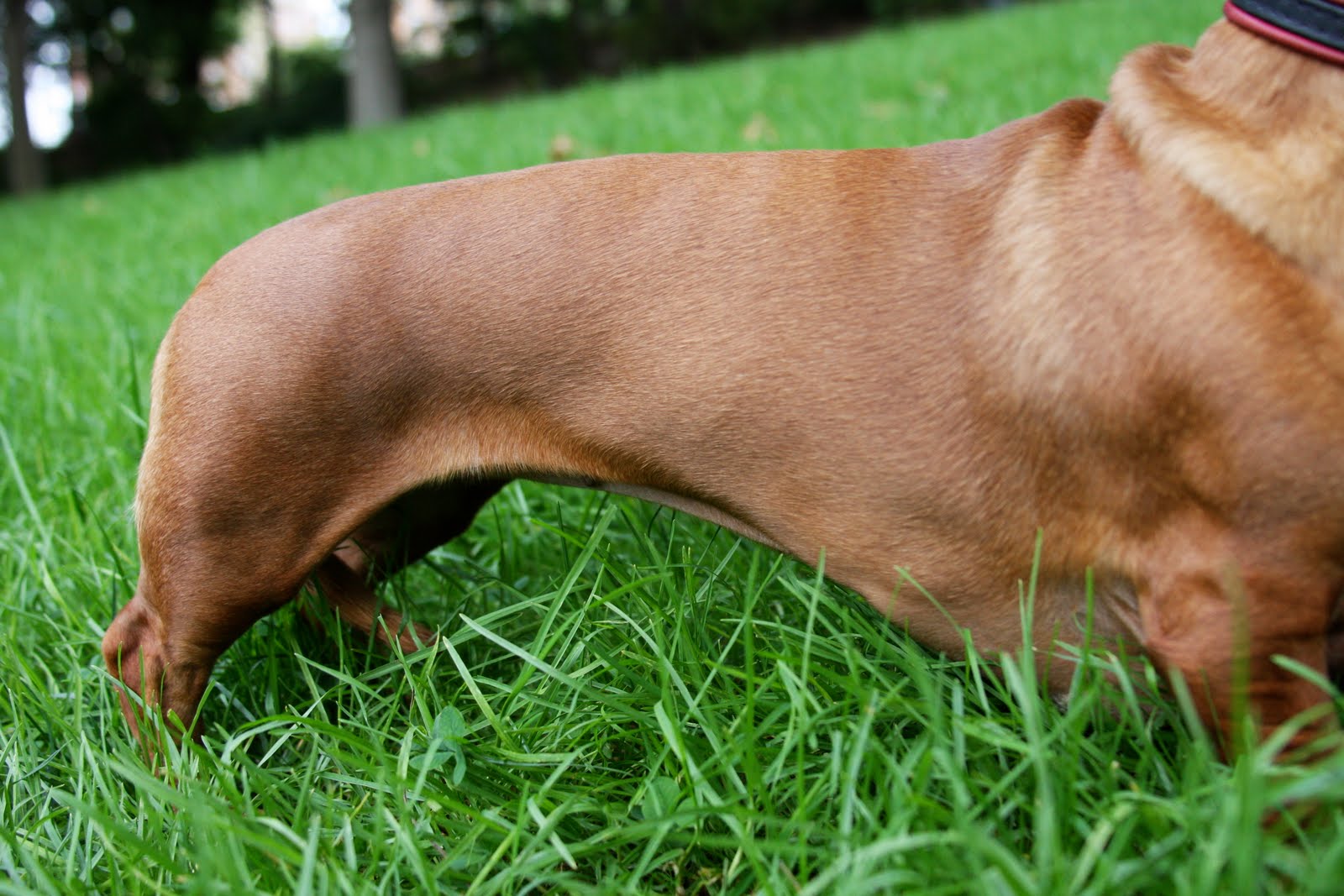 Lookafteryourdog January 2012