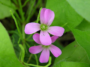 田舎暮らし古民家の購入や賃貸はいつでも出来る Blog の花