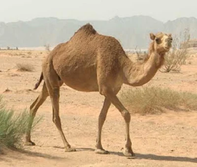 Onta atau Unta Camel hewan khas Jazirah Arab - berbagaireviews.com