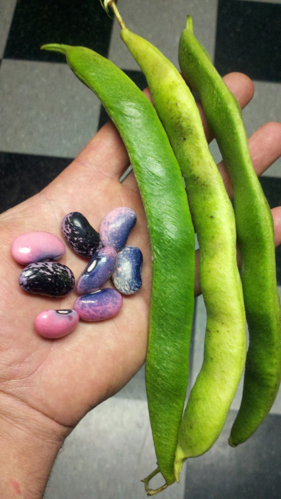Harleysville Homestead Soybeans, Scarlet Runner Beans, Snap Peas
