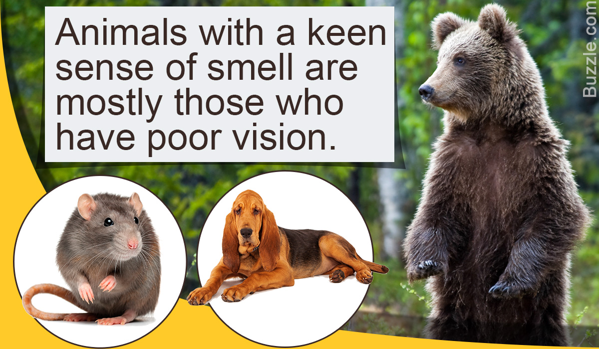 Every Day Is Special April 28 National Sense of Smell Day