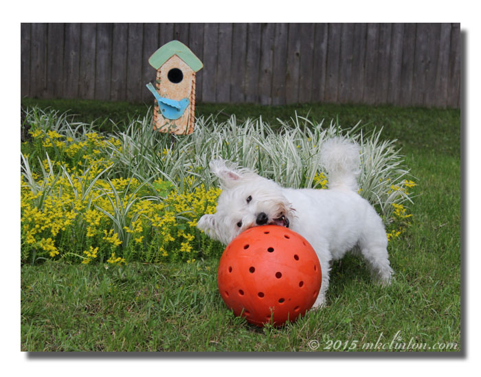 Westie playing with big orange ball 