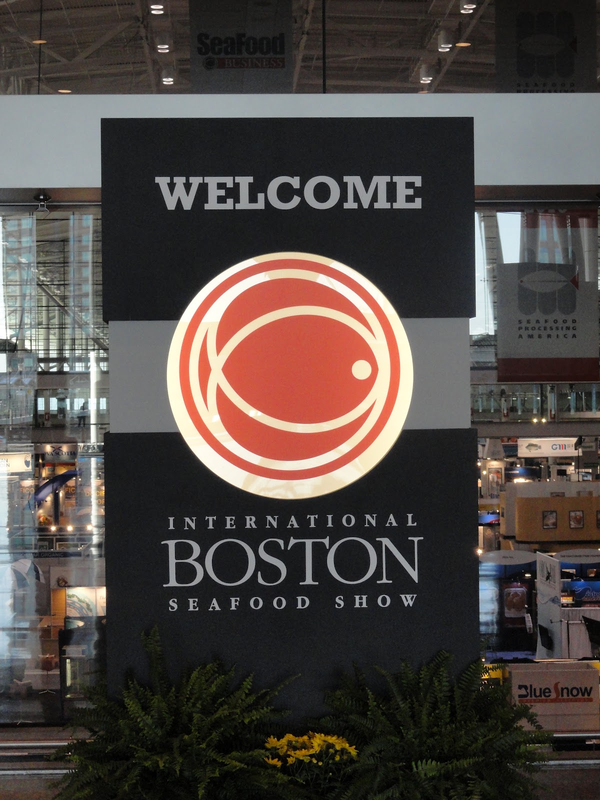 International Boston Batwanger Related Keywords & Suggestion