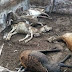 BAHIA / FEIRA DE SANTANA: Animais têm morte misteriosa em área rural